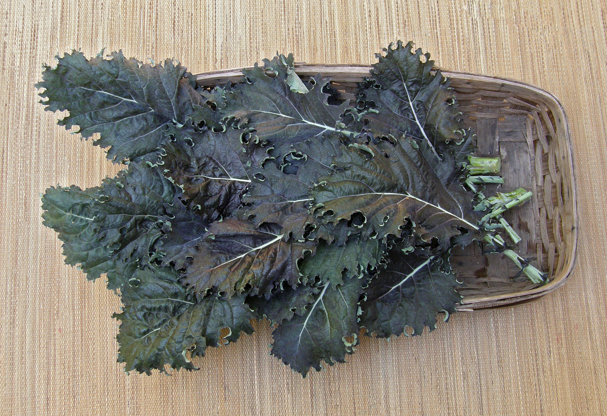 Specialty Kale - Mars Landing