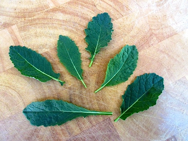 Heirloom Italian Kale - Tuscan Baby Leaf