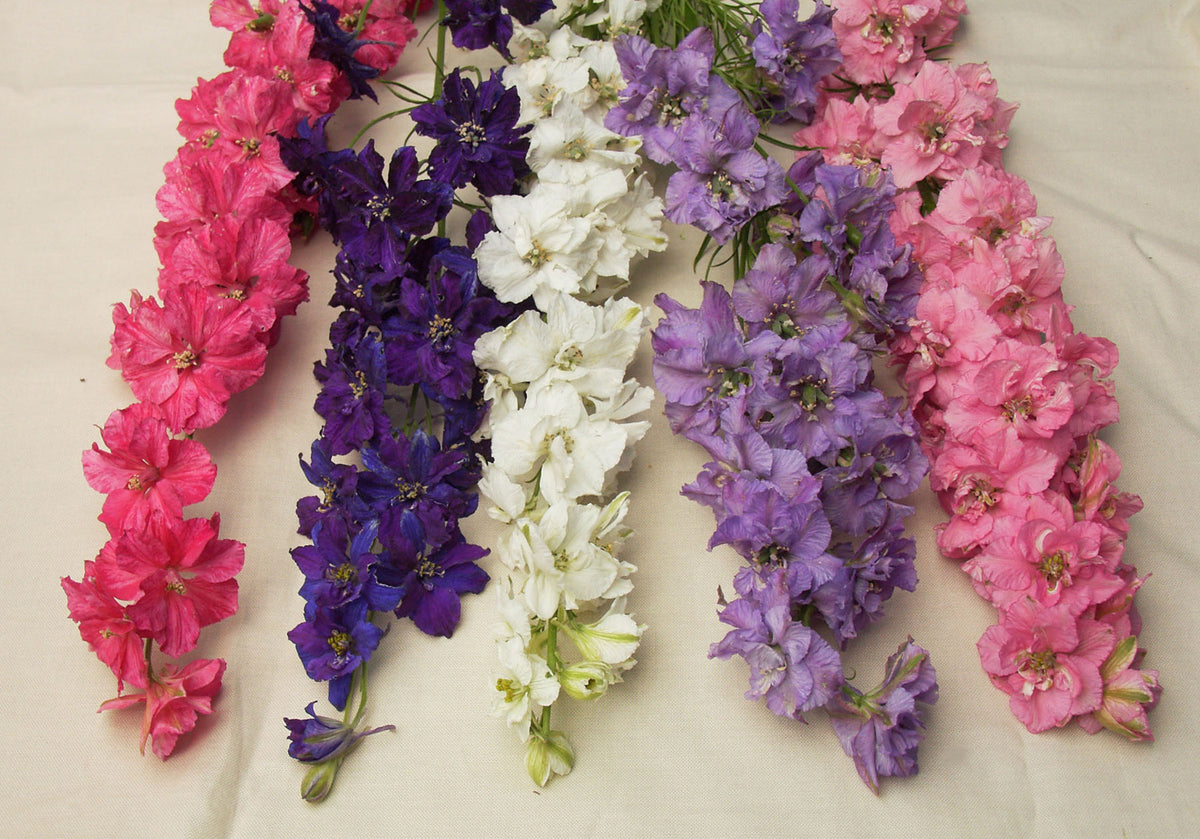 Heirloom Imperial Larkspur - French Alouette
