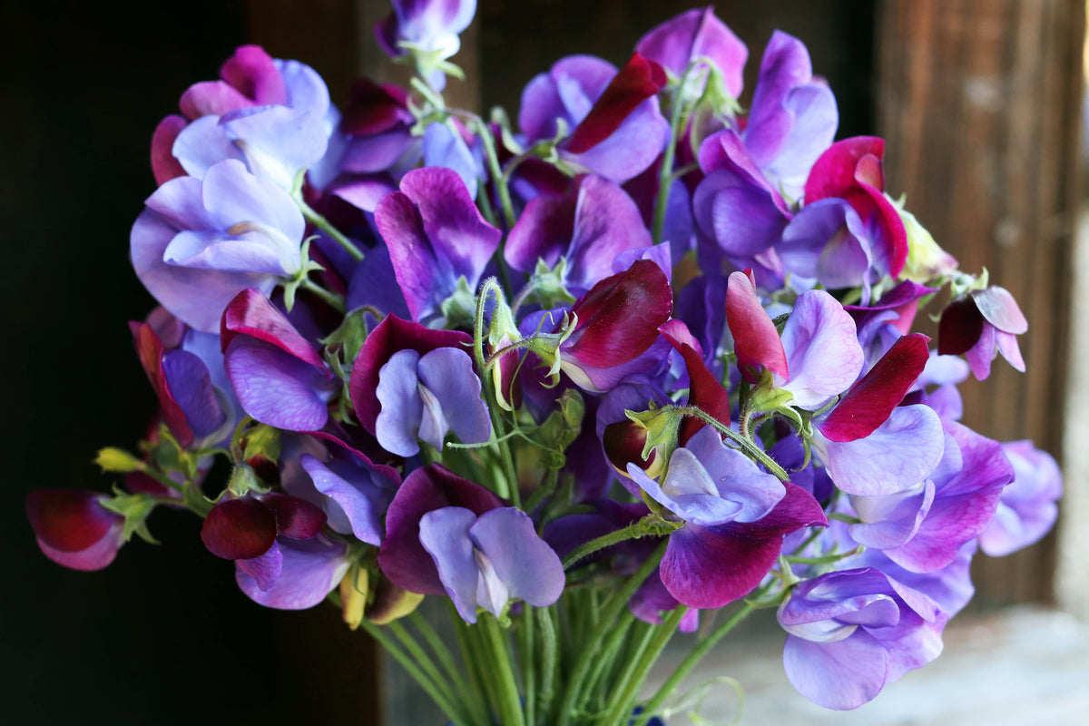 Heirloom Sweet Peas - Cupani's Original