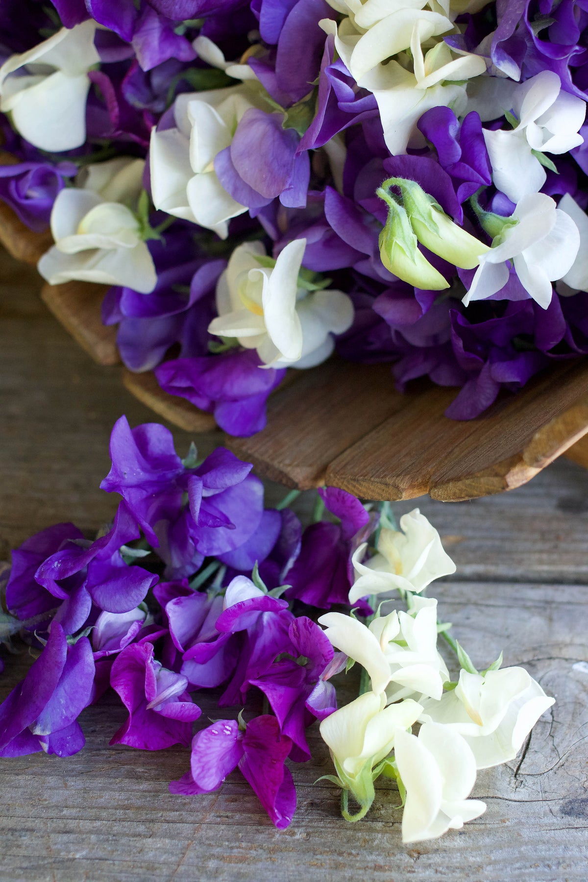 Antique Sweet Peas - Jewels of Albion