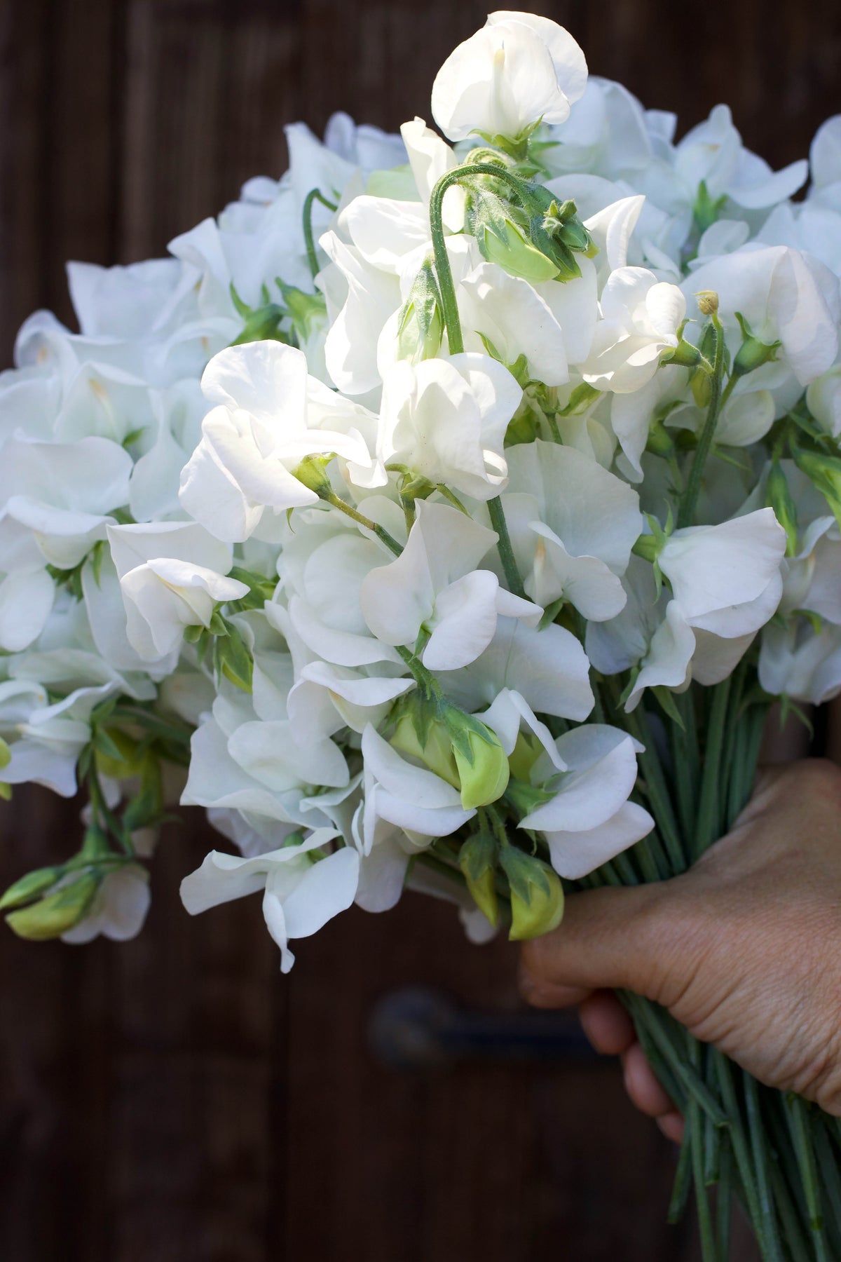 Heirloom Sweet Peas - Royal Wedding