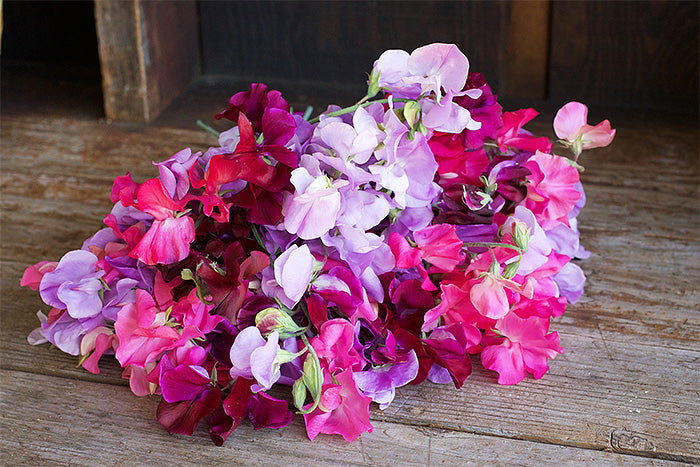 Early Blooming Sweet Peas - Velvet Elegance