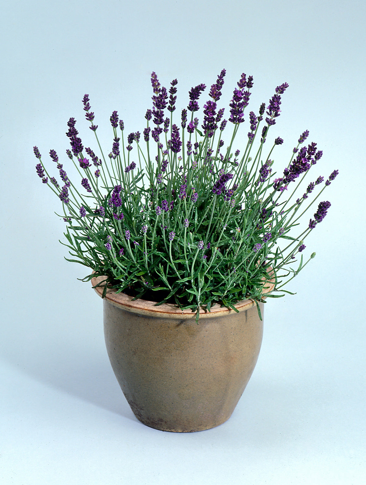 Container Herbs - French Perfume Lavender