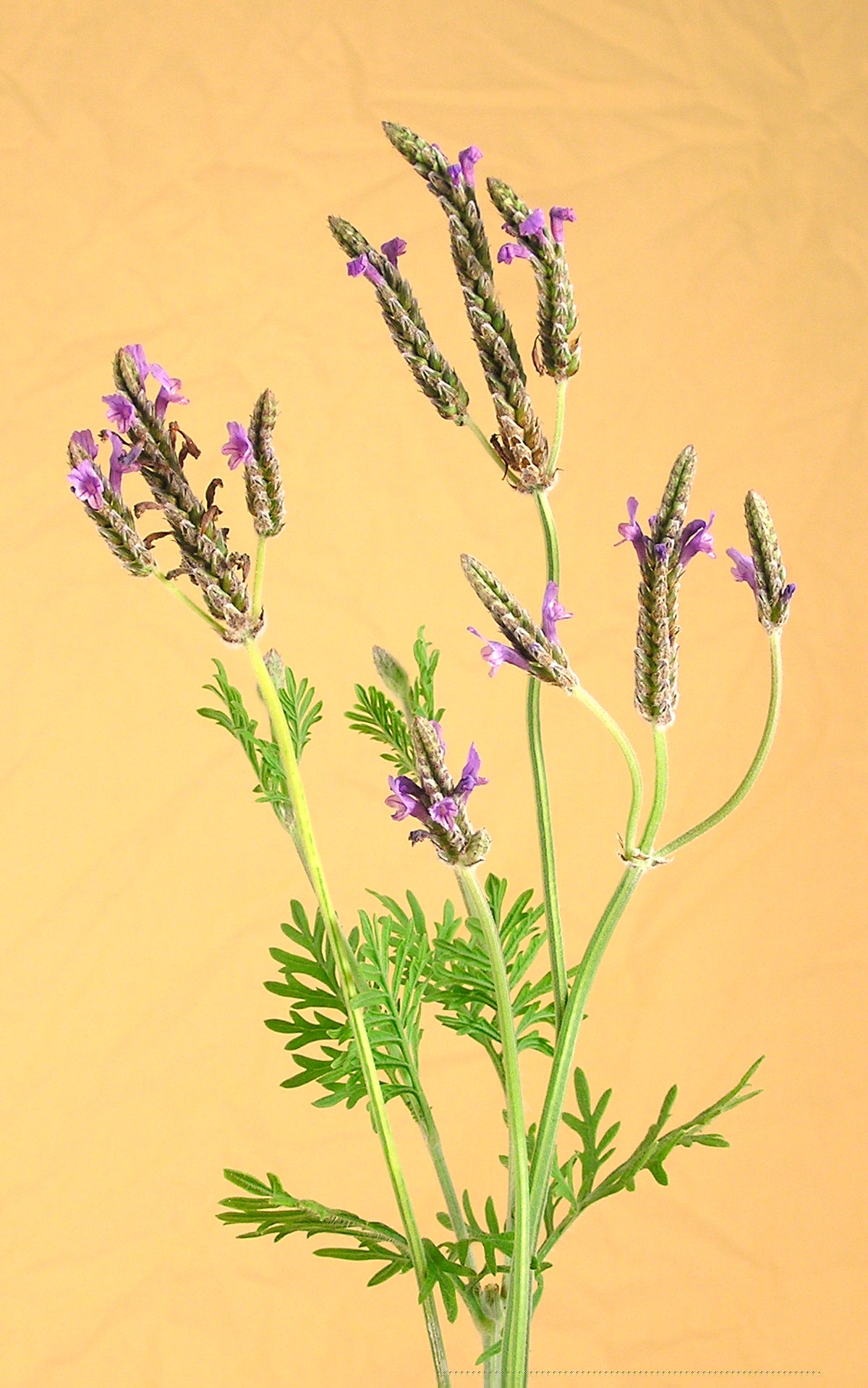 Butterfly Herbs - Fernleaf Lavender