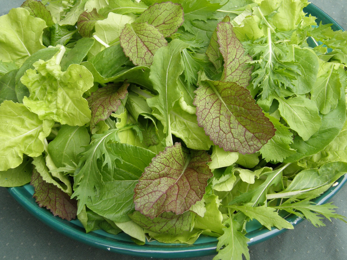 Gourmet Mesclun Salad - Asian Baby Leaf