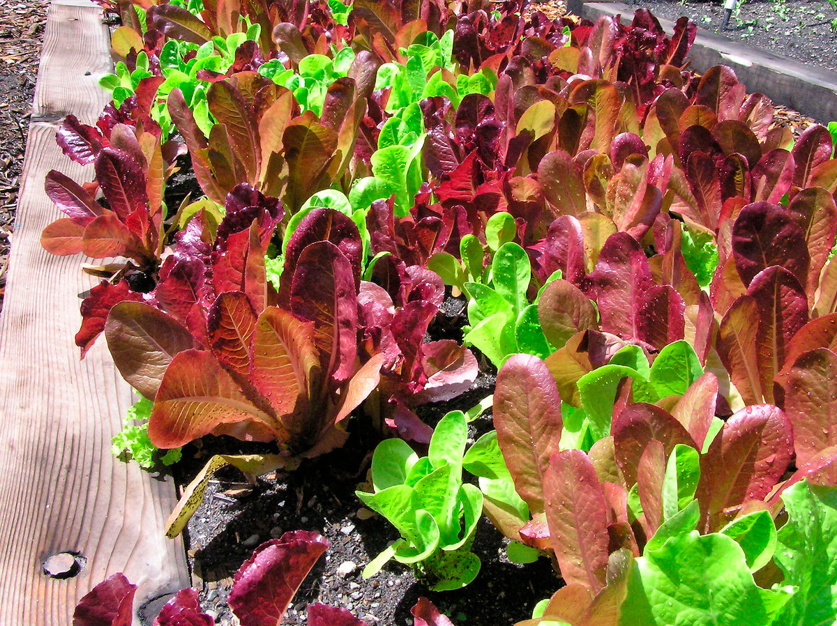 Farmers Market Blend - Sweet Greens & Reds