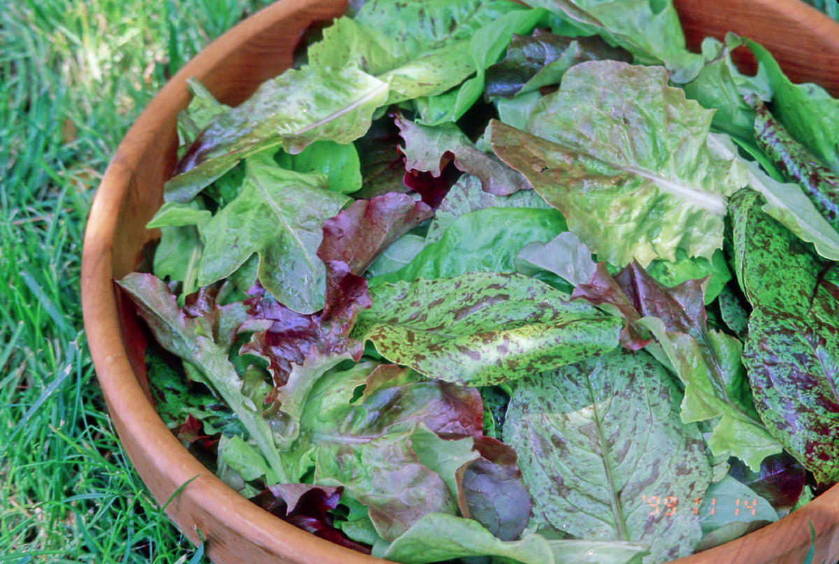 Baby Leaf Lettuce - Heirloom Cutting Mix