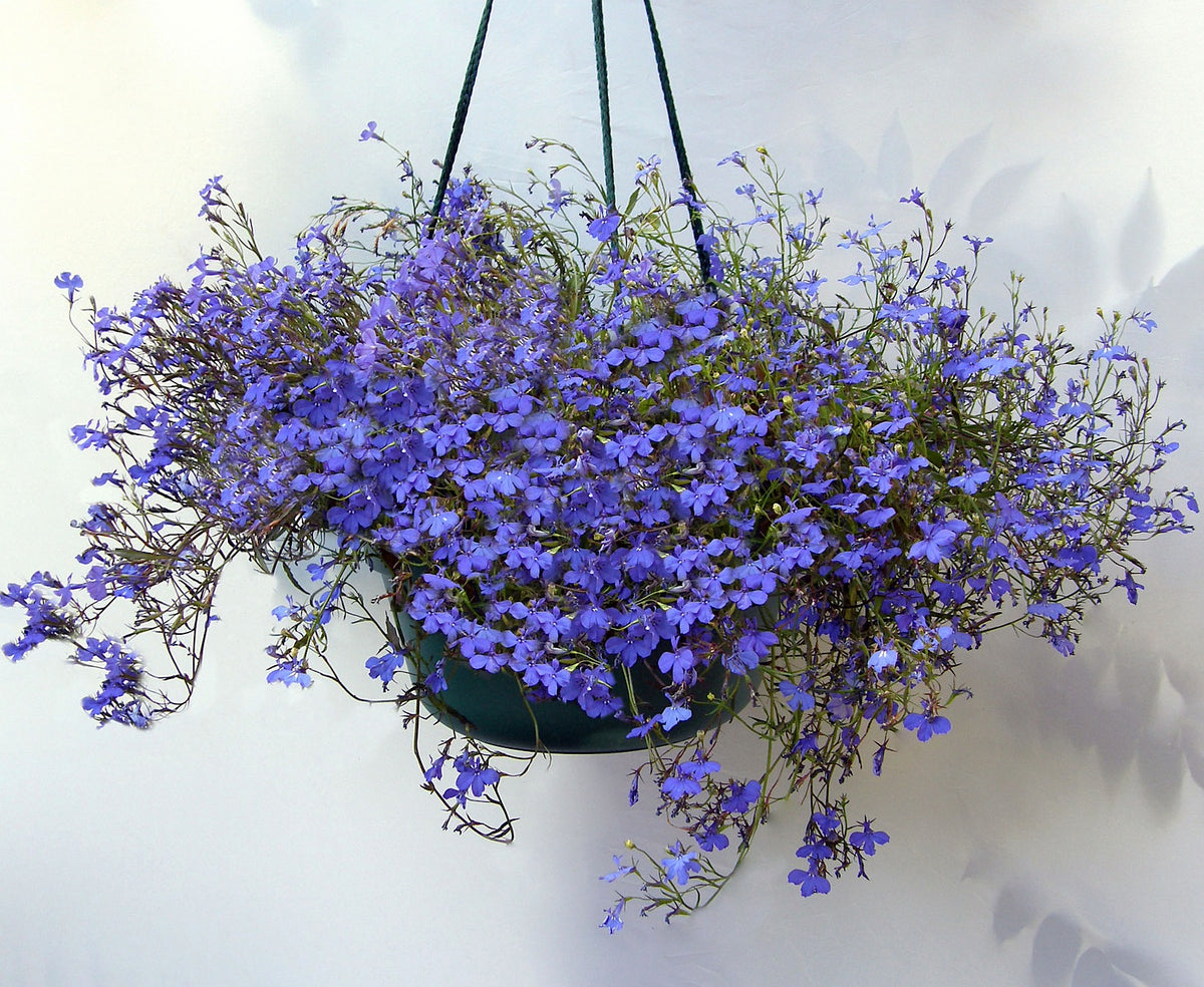 Windowbox Lobelia - Blue Heaven