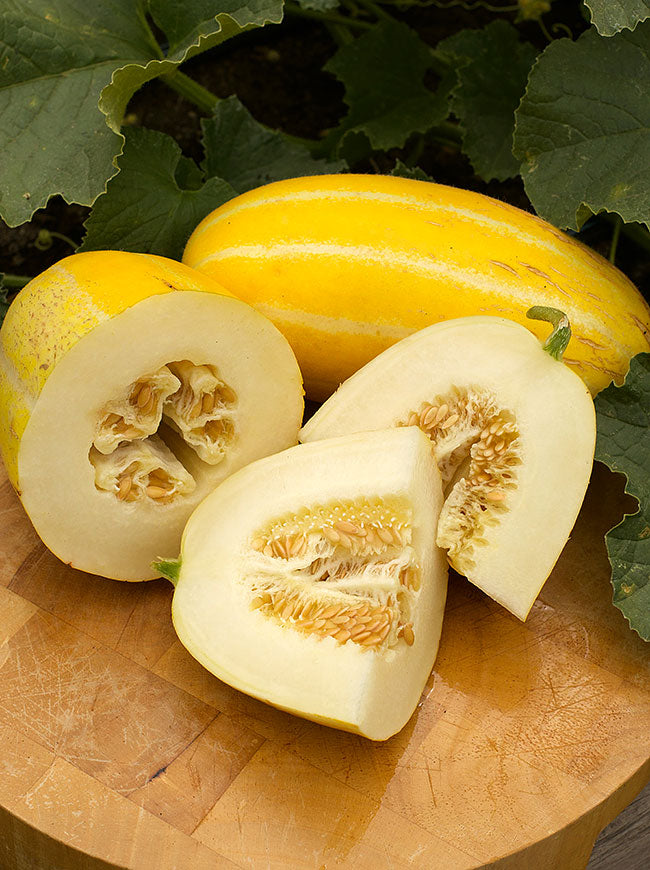Asian Melons - Golden Giant