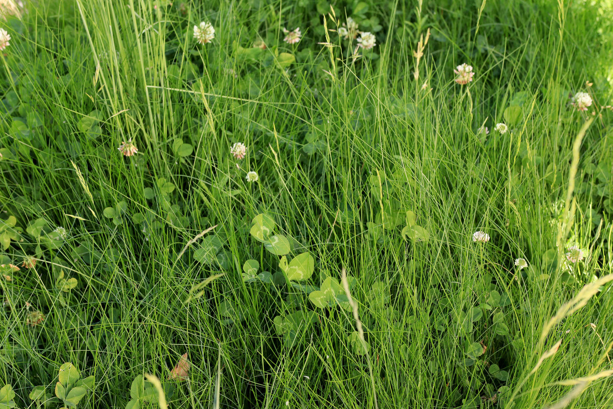 Lawn Alternative - Microclover Fescue