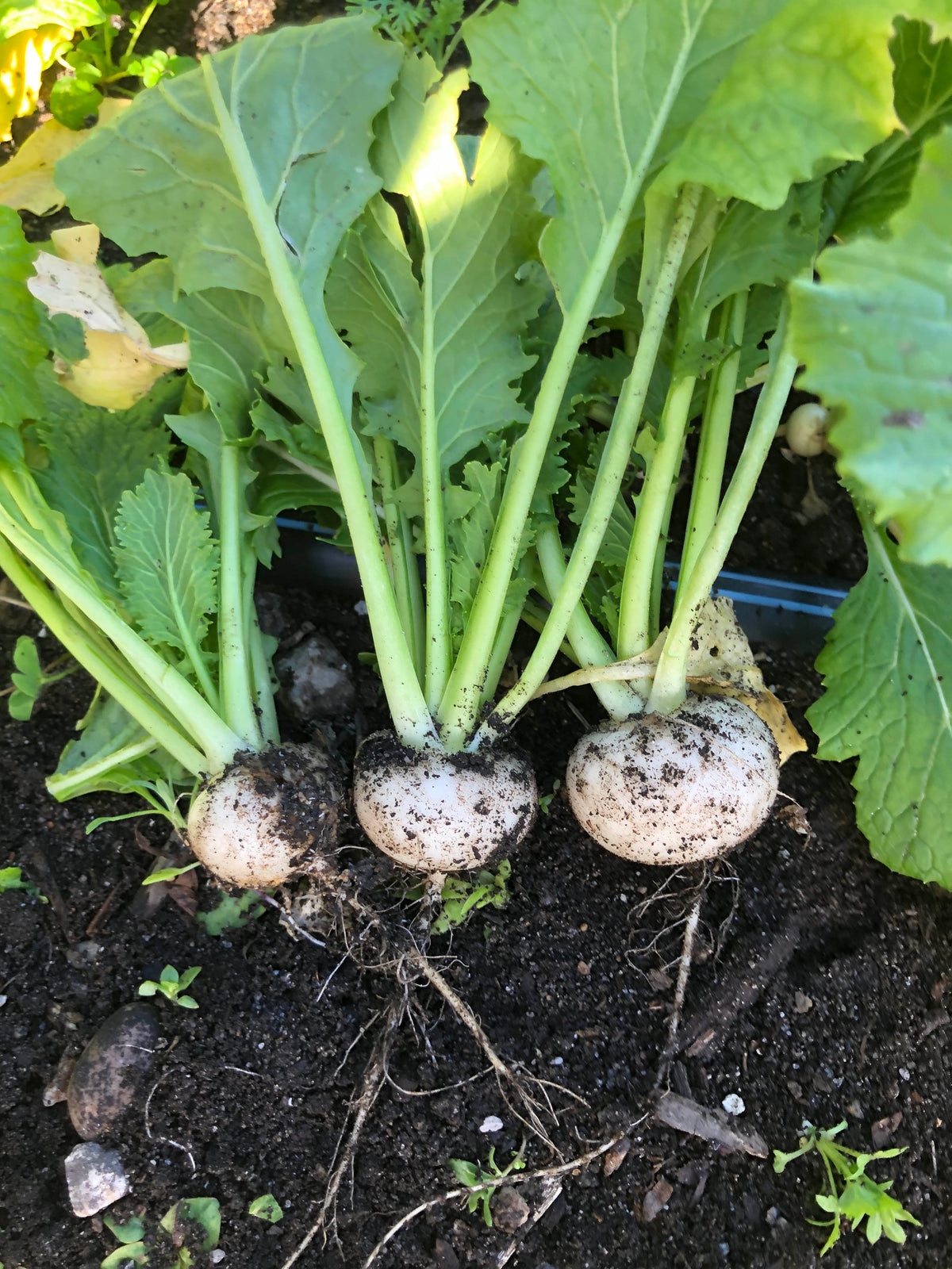 Japanese Baby Turnips - Mikado