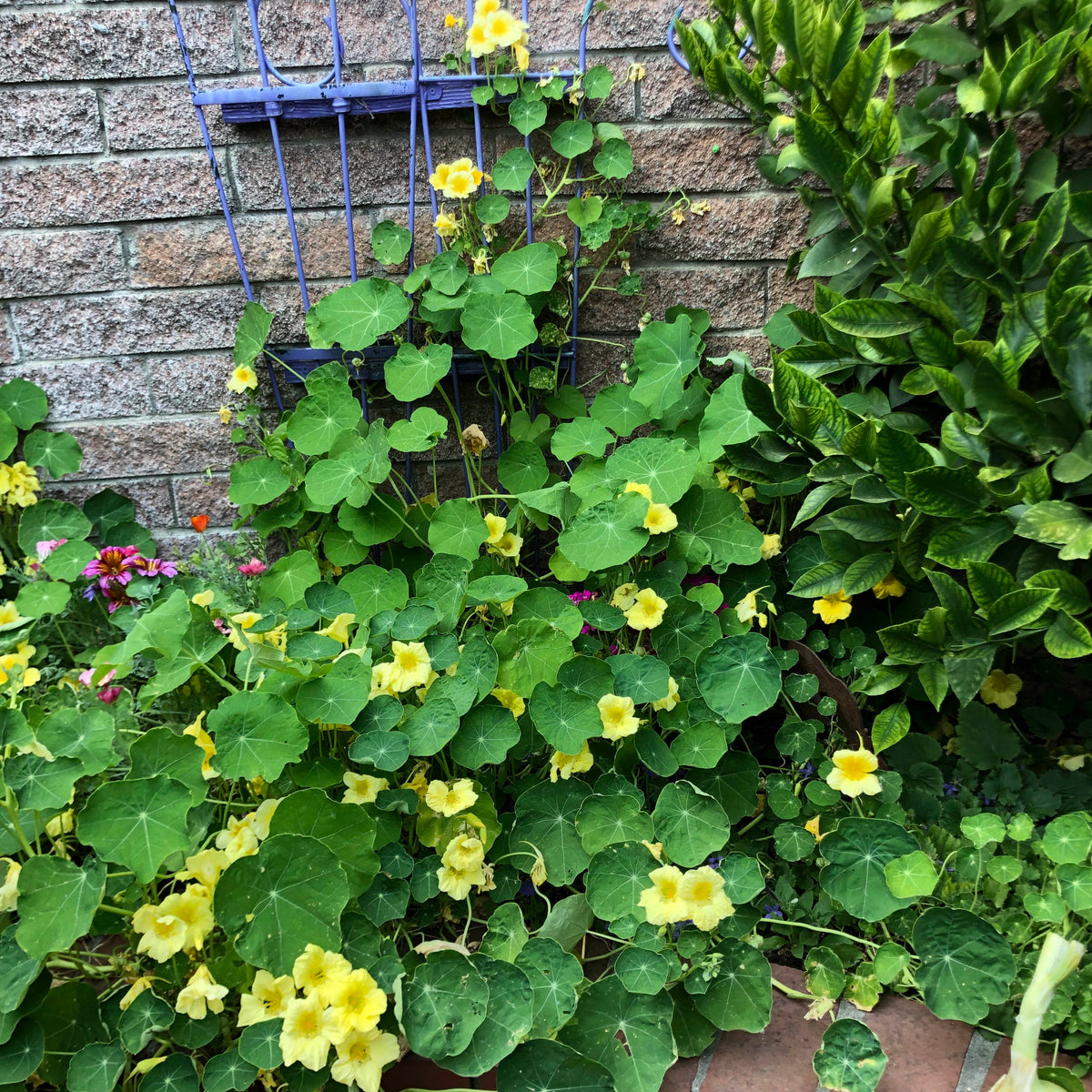 Climbing Nasturtiums - Moonlight