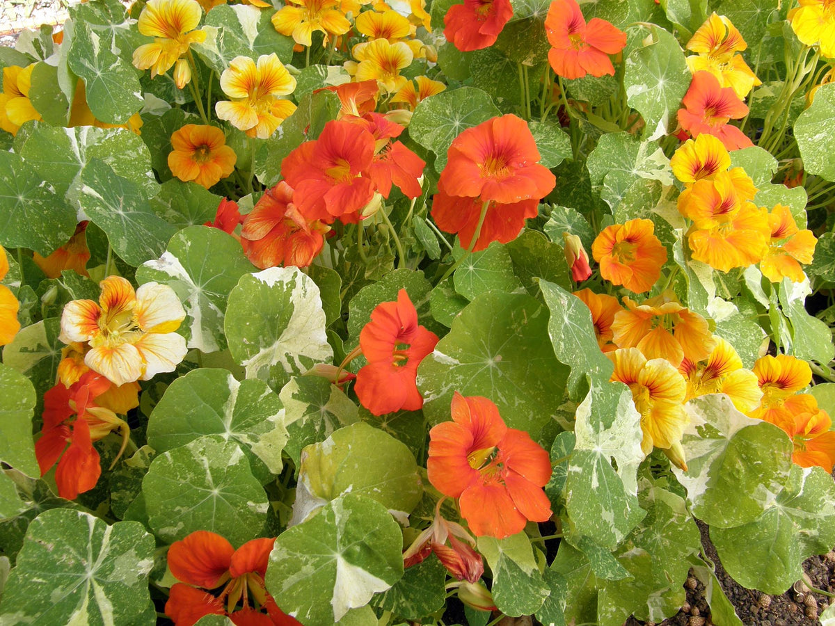 Heirloom Nasturtiums - Alaska Mix