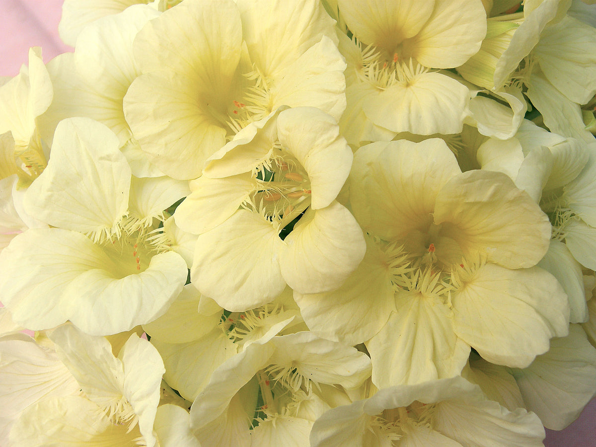 Mounding Nasturtiums - Buttercream