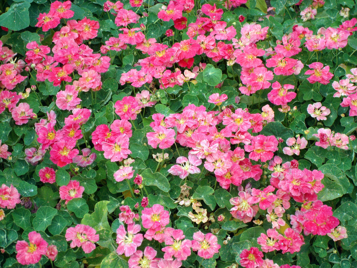 Mounding Nasturtiums - Cherries Jubilee