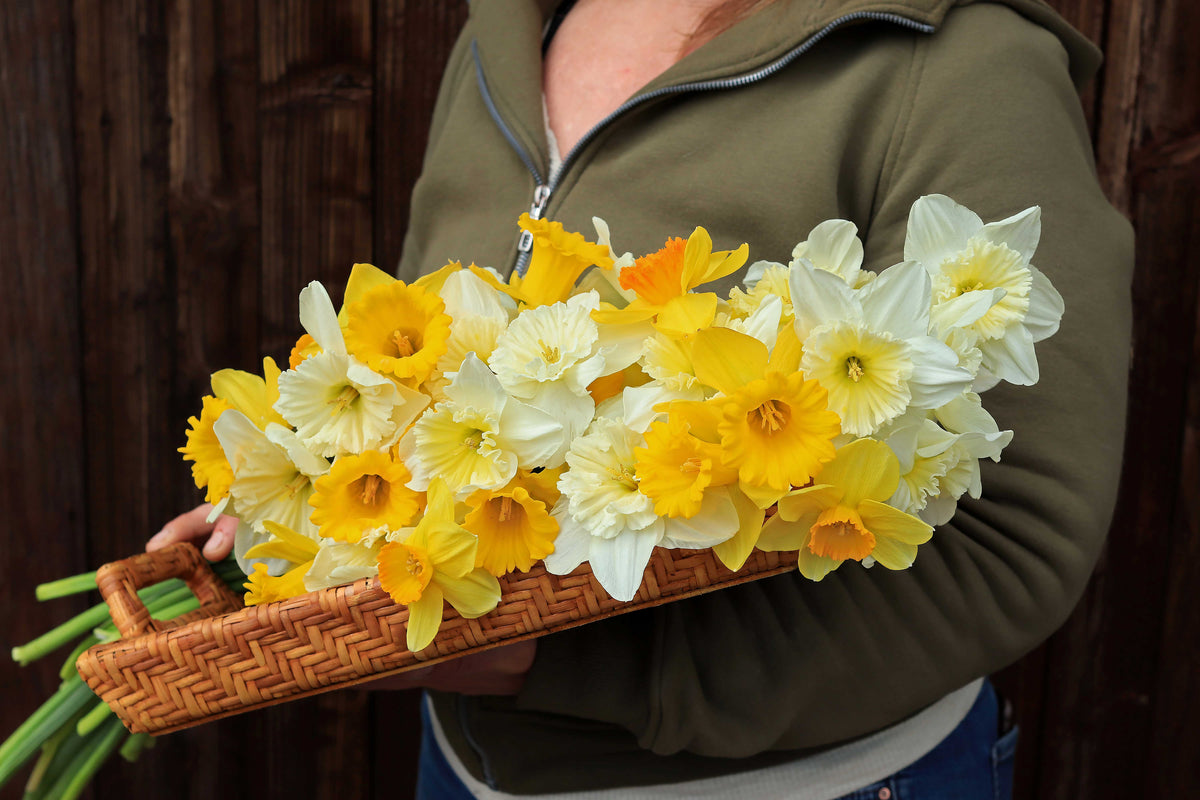 Daffodil Bulbs - Sunny Daze Naturalizing Mix