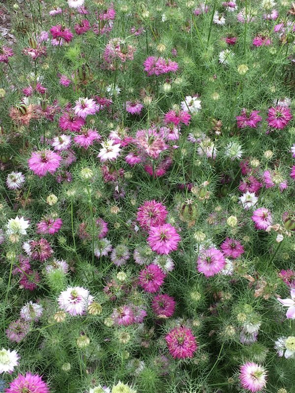 Love in a Mist - Mulberry Rose Nigella