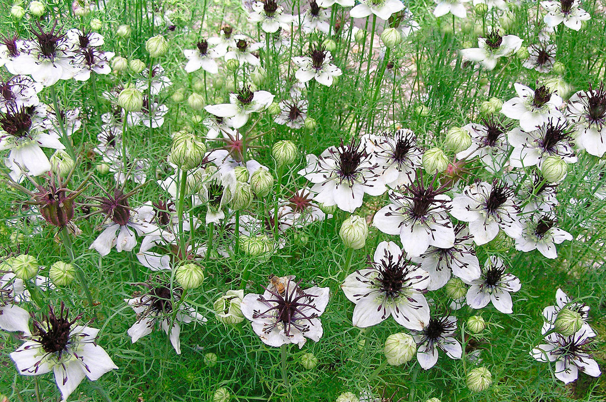 Heirloom White Nigella - Bridal Veil