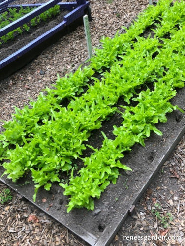 Heirloom Lettuce - Baby Oakleaf