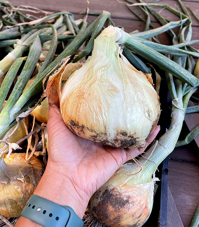 Sweet and Mild Onions - Walla Walla Sweet