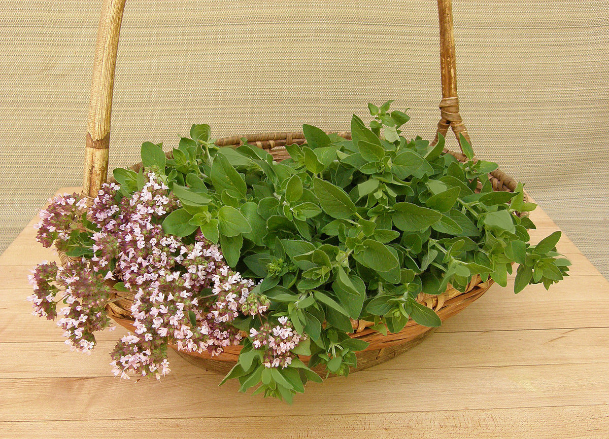 Kitchen Herbs - Heirloom Italian Oregano