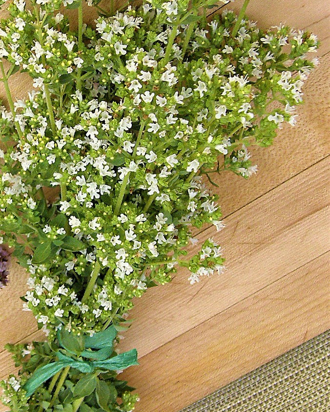 Heirloom Kitchen Herbs - True Greek Oregano