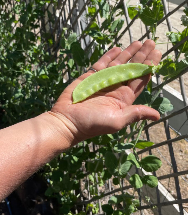 Edible Pod Snow Peas - Oregon Giant