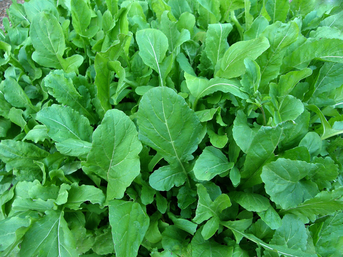 Arugula - True Italian Organic