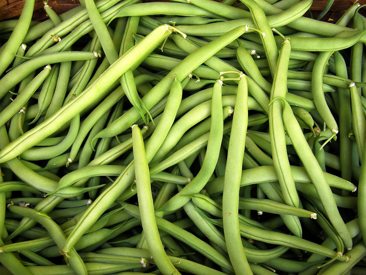 Heirloom Bush Beans - Provider Organic