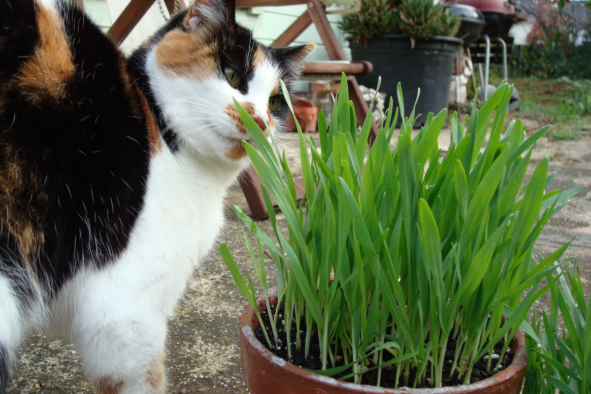 Kitty Queen's - Four Grass Mix Organic