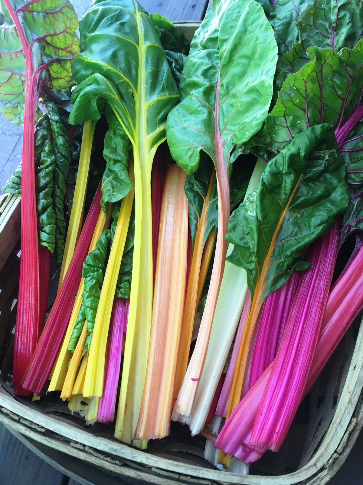 Heirloom Chard - Garden Rainbow Organic