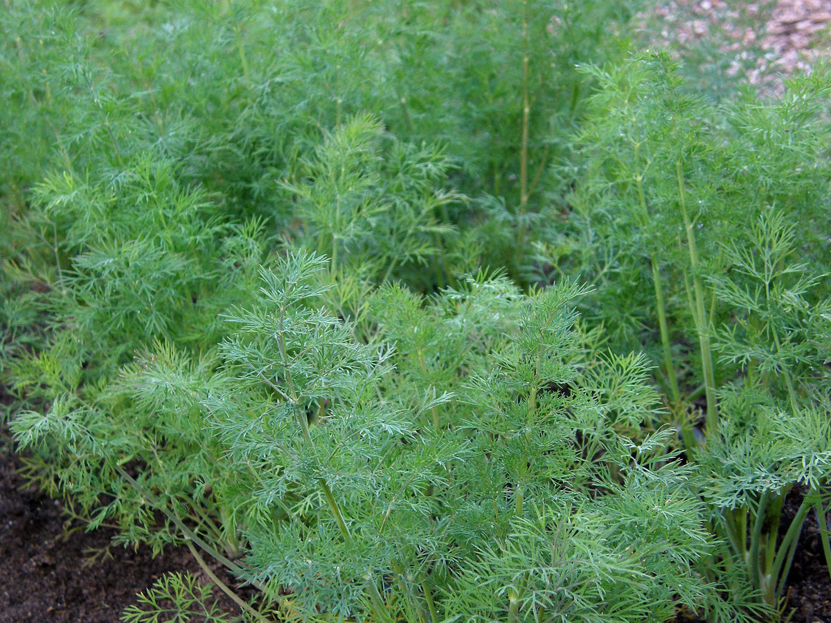 Heirloom Dill - Leafy Diana Organic