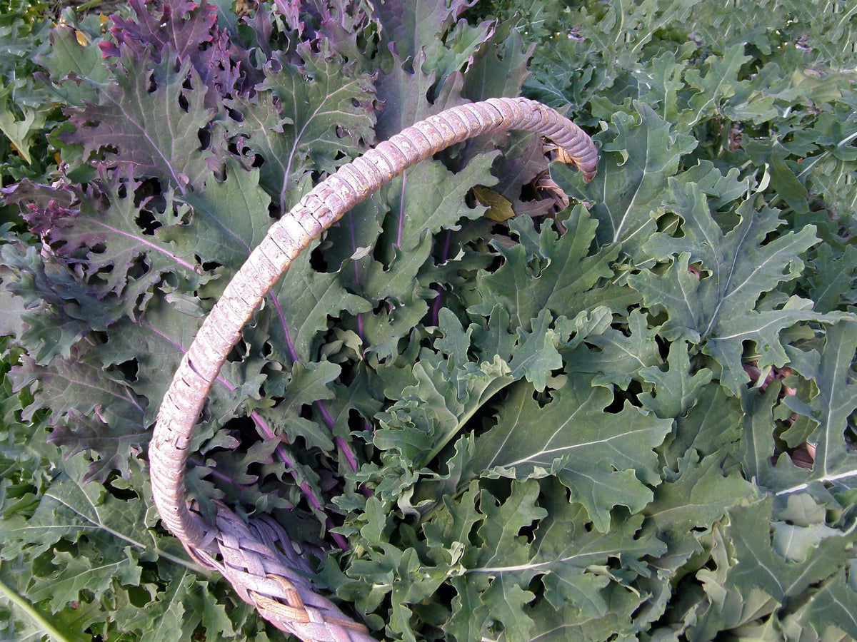 Heirloom Russian Kale - Wild Garden Frills Organic