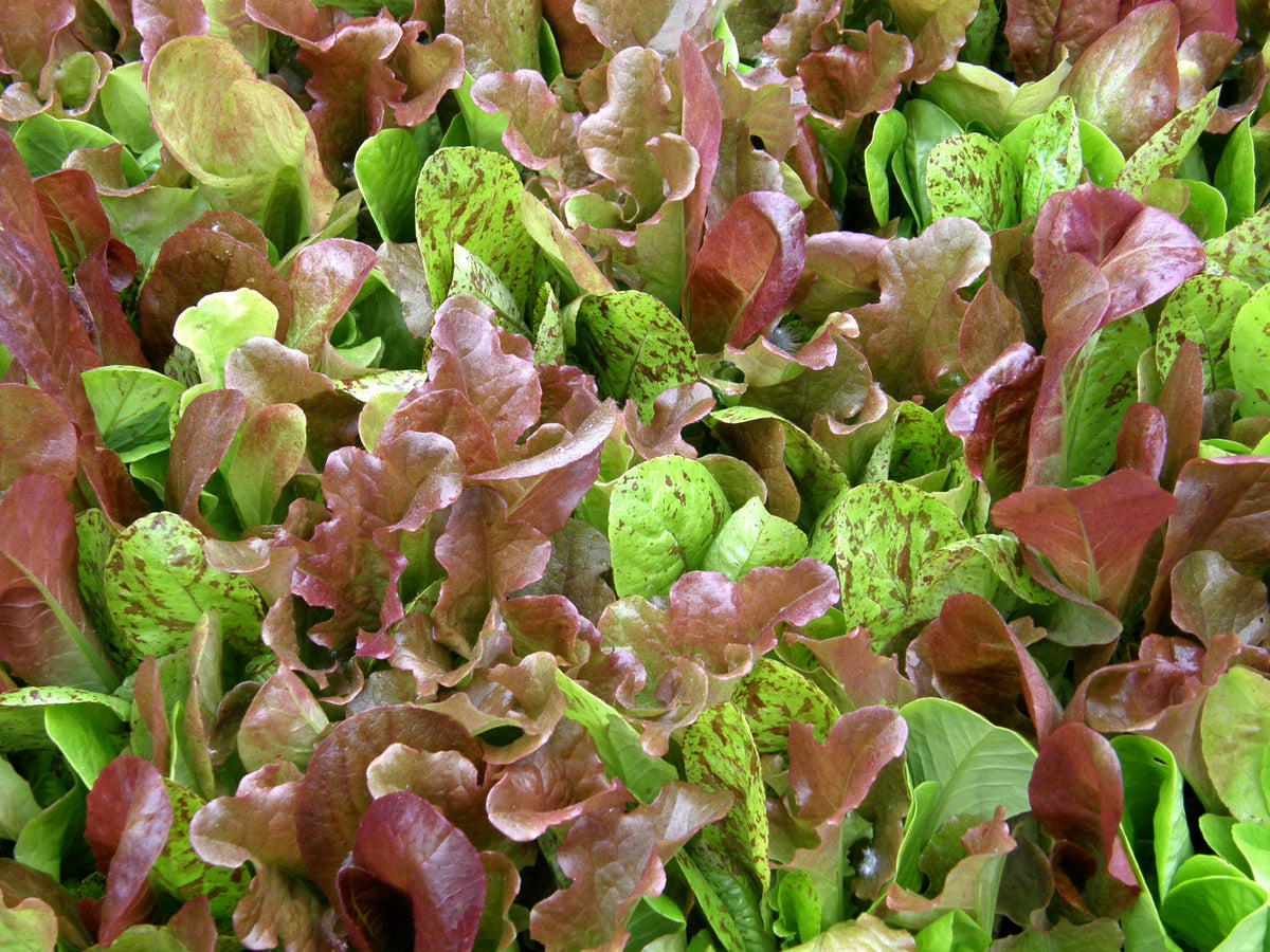 Heirloom Mesclun Lettuces - Five Variety Blend Organic