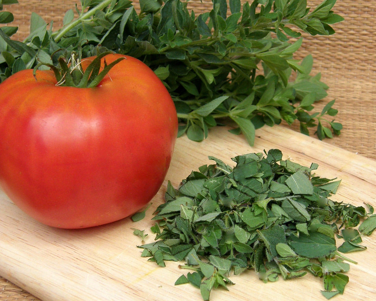 Heirloom Oregano - White Flowered Greek Organic