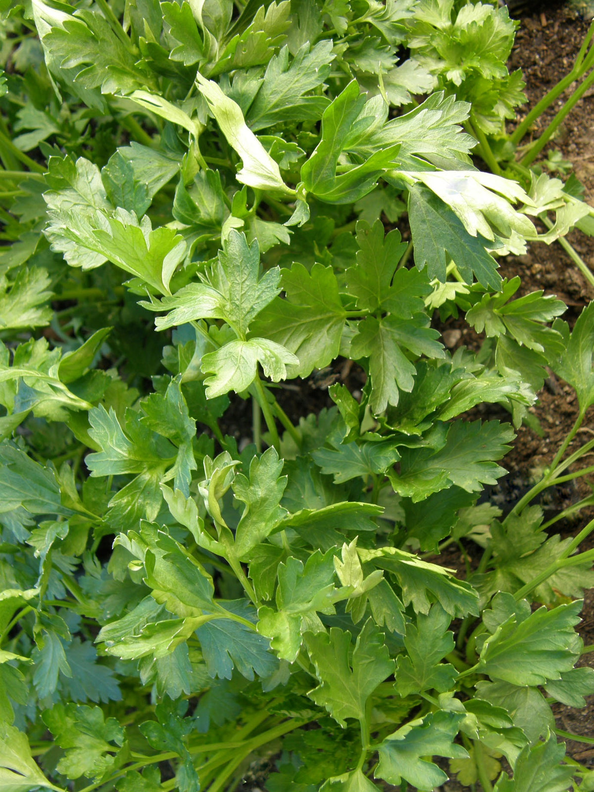 Heirloom Parsley - Italian Large Leaf Organic