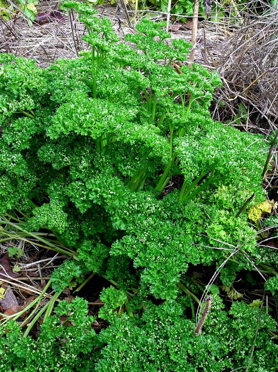 Heirloom Sweet Parsley - Triple Curled Organic