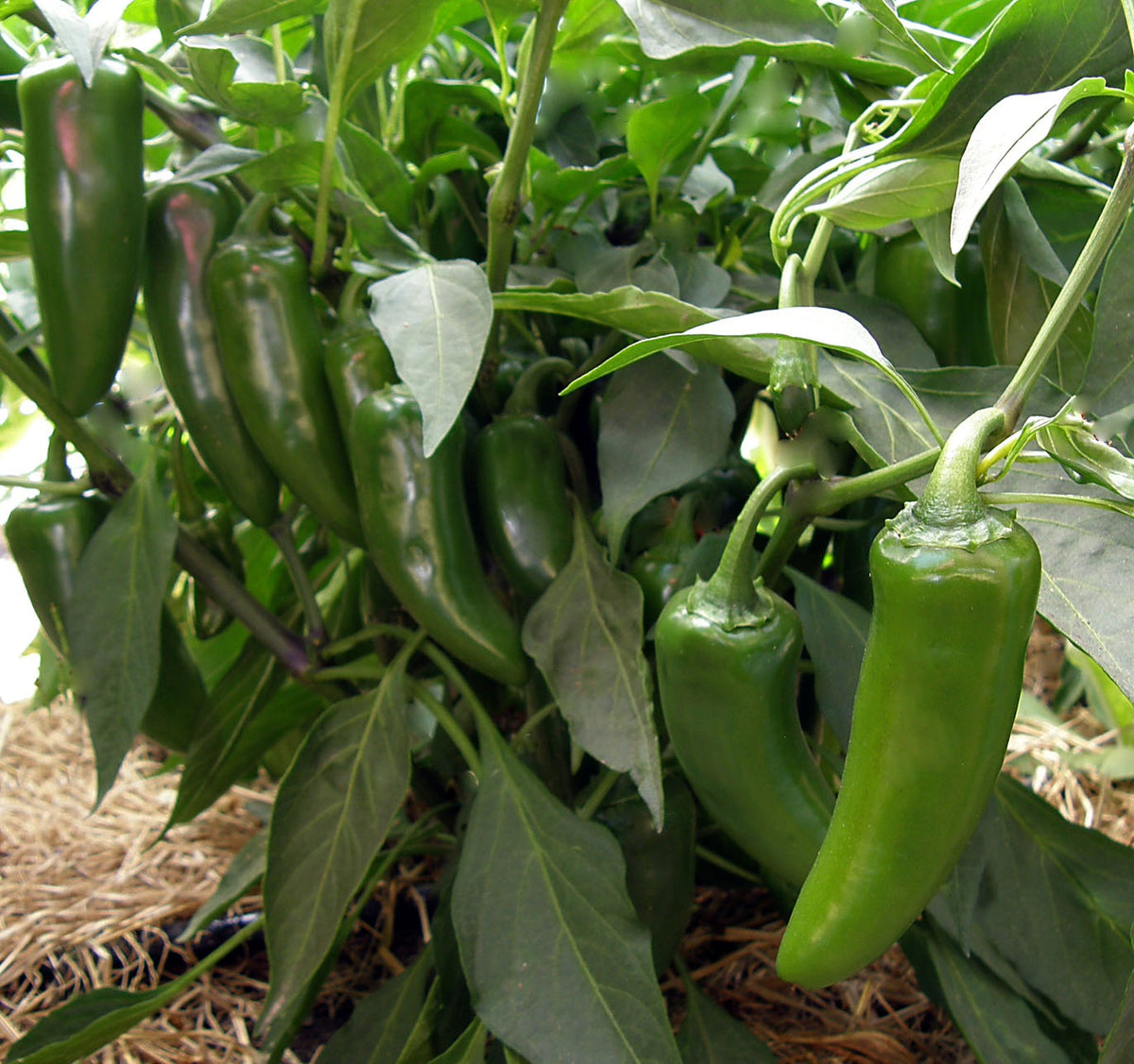 Heirloom Chile Peppers - Classic Jalapeño Organic