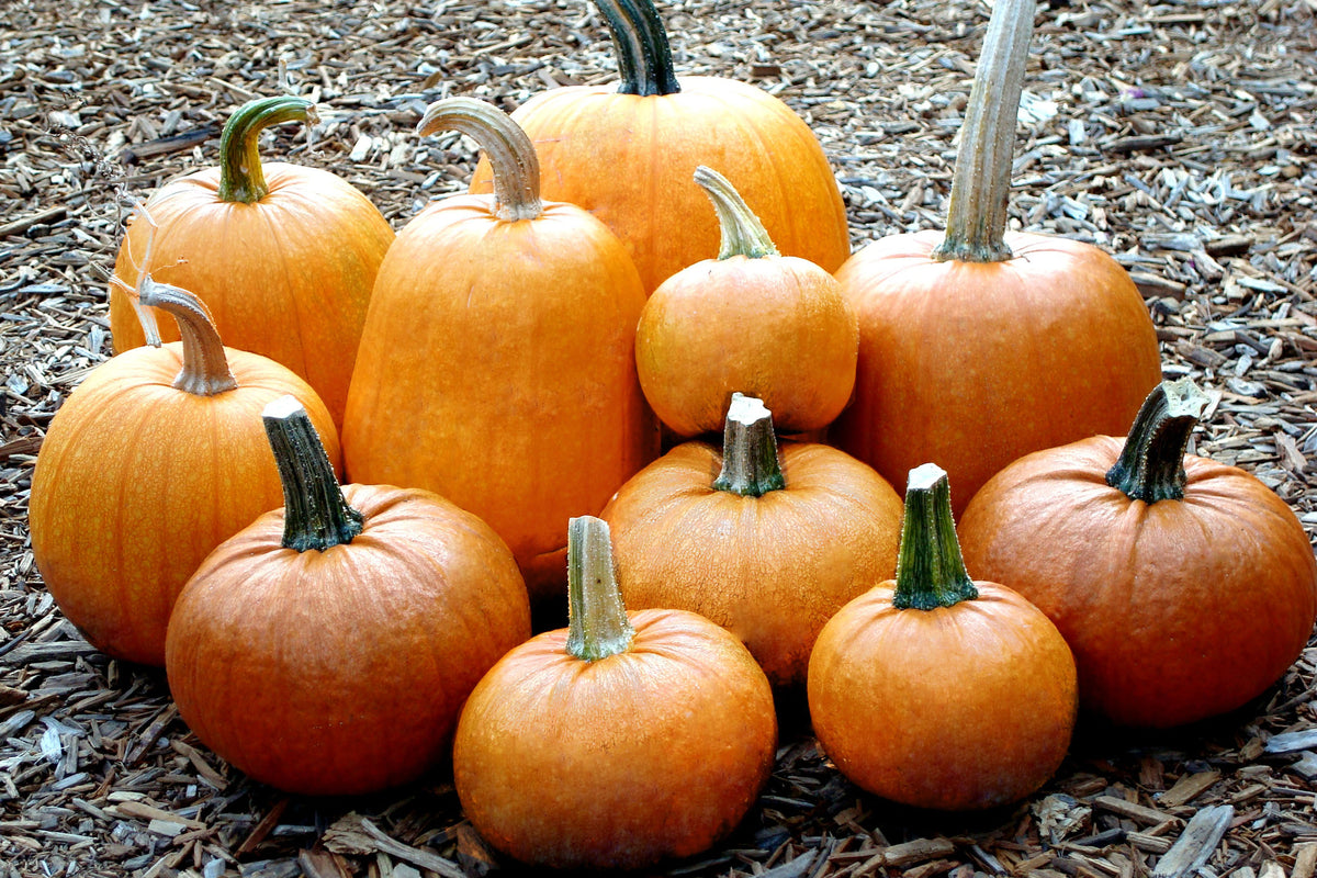 Carving & Pie Pumpkins - Spookie Organic