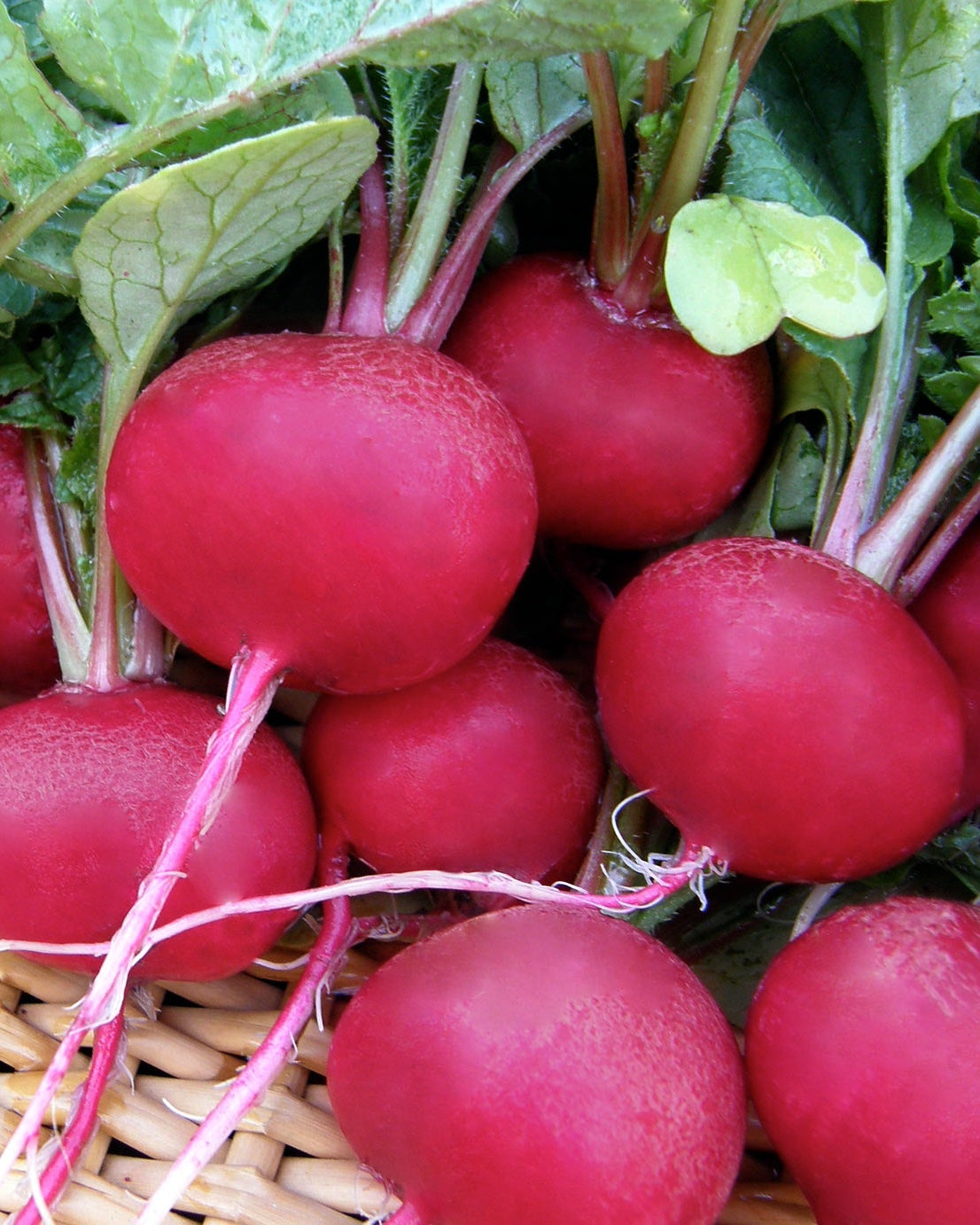 Radishes - Red Planet Organic