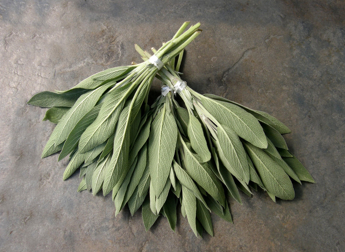 Heirloom - Culinary Sage Organic