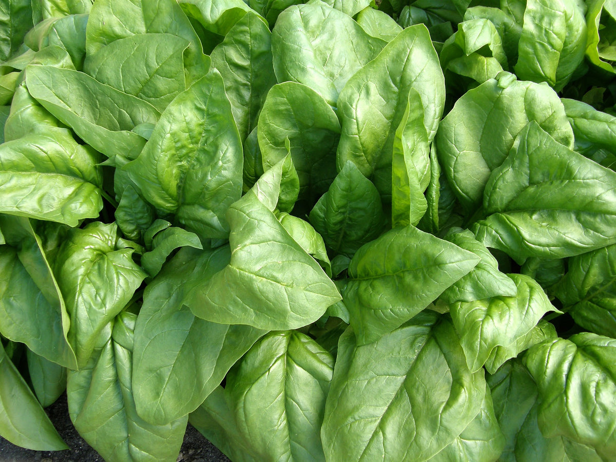 Baby Salad Spinach - Regiment Organic