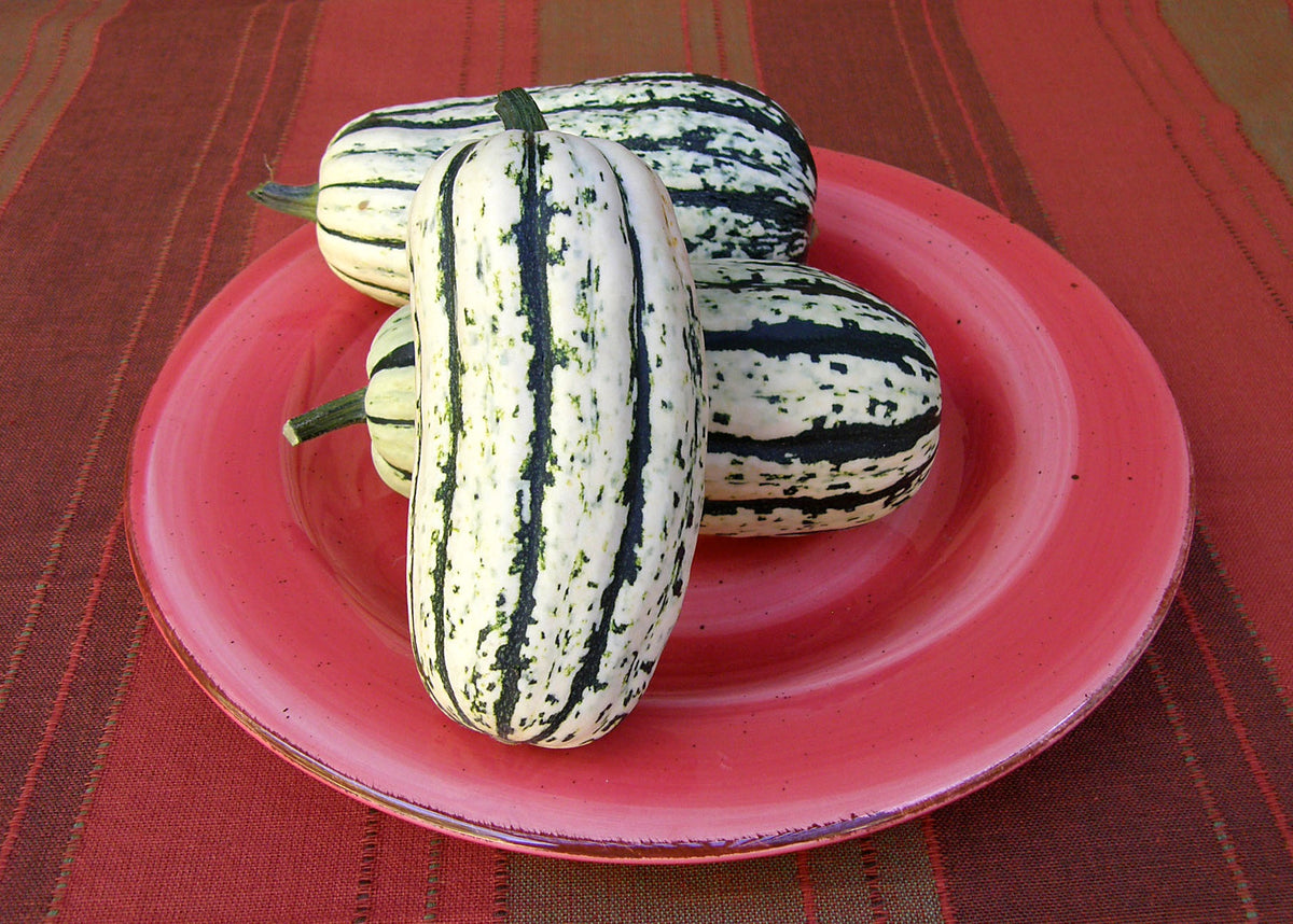 Sweet Winter Squash - Delicata Organic