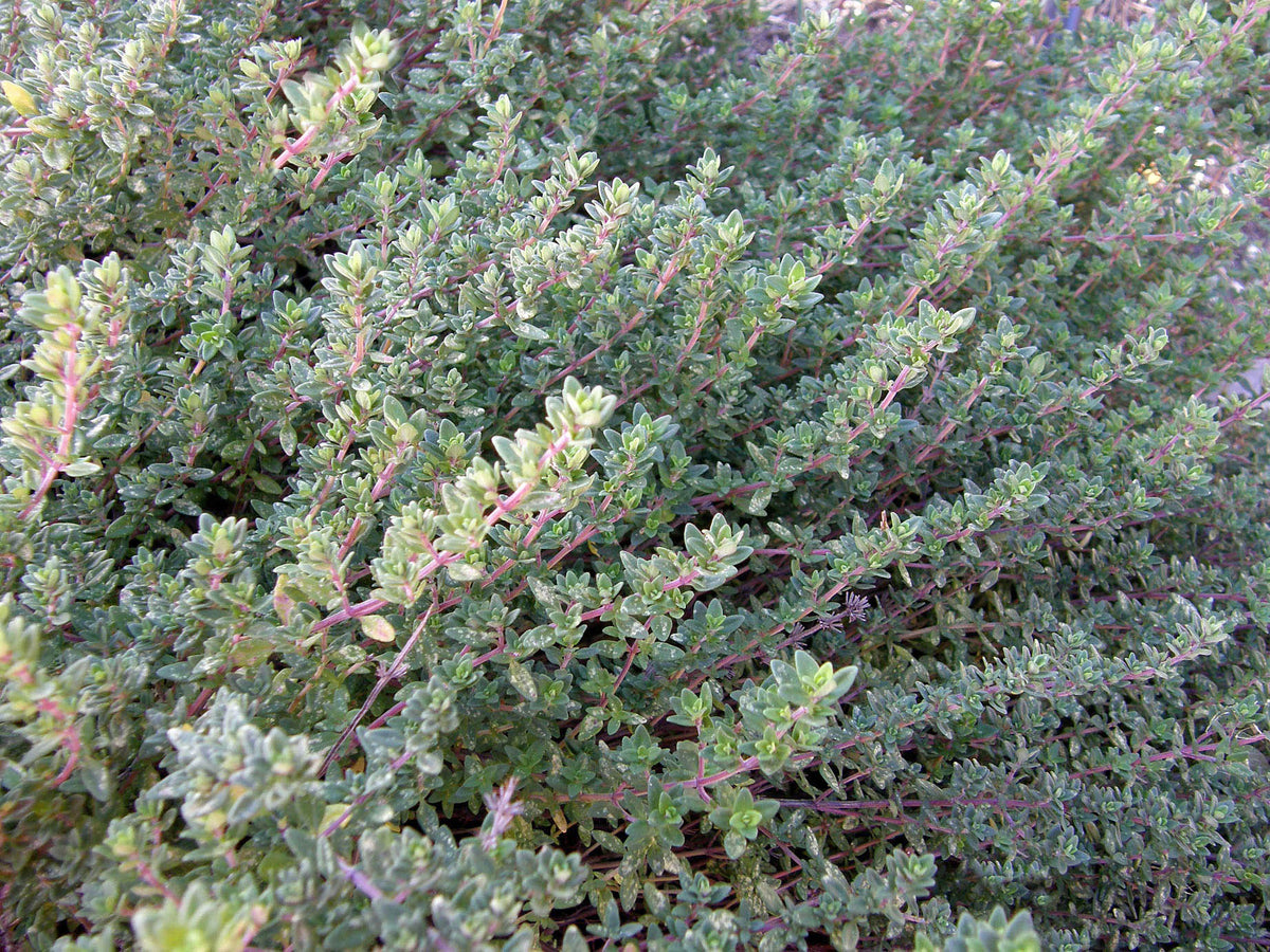 Heirloom - English Thyme Organic