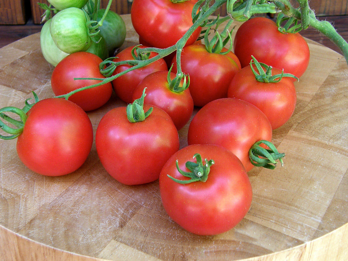 Early/Container Tomato - Heirloom Stupice Organic