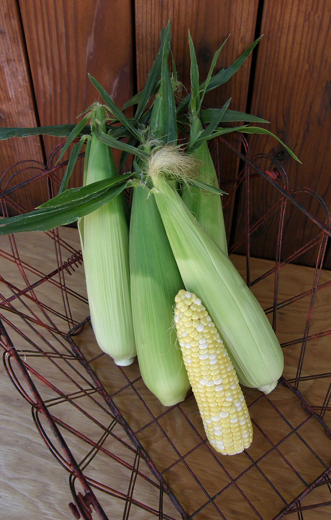 Bicolor Corn - Who Gets Kissed