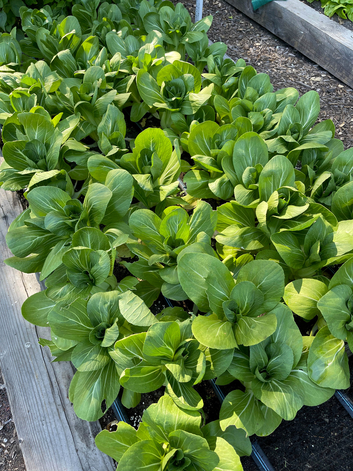 Baby Pak Choi - Green Fortune