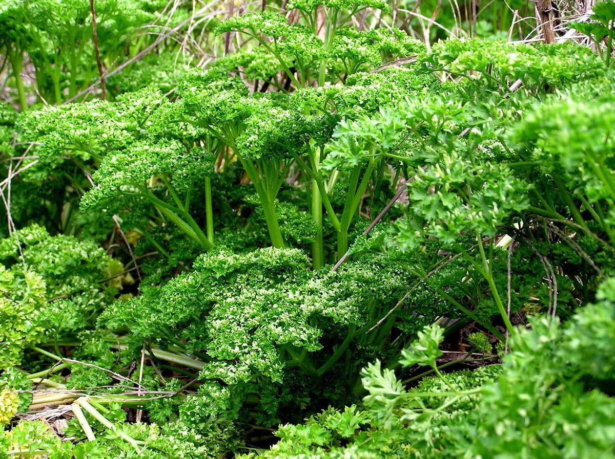 Kitchen Herbs - Sweet Curly Parsley
