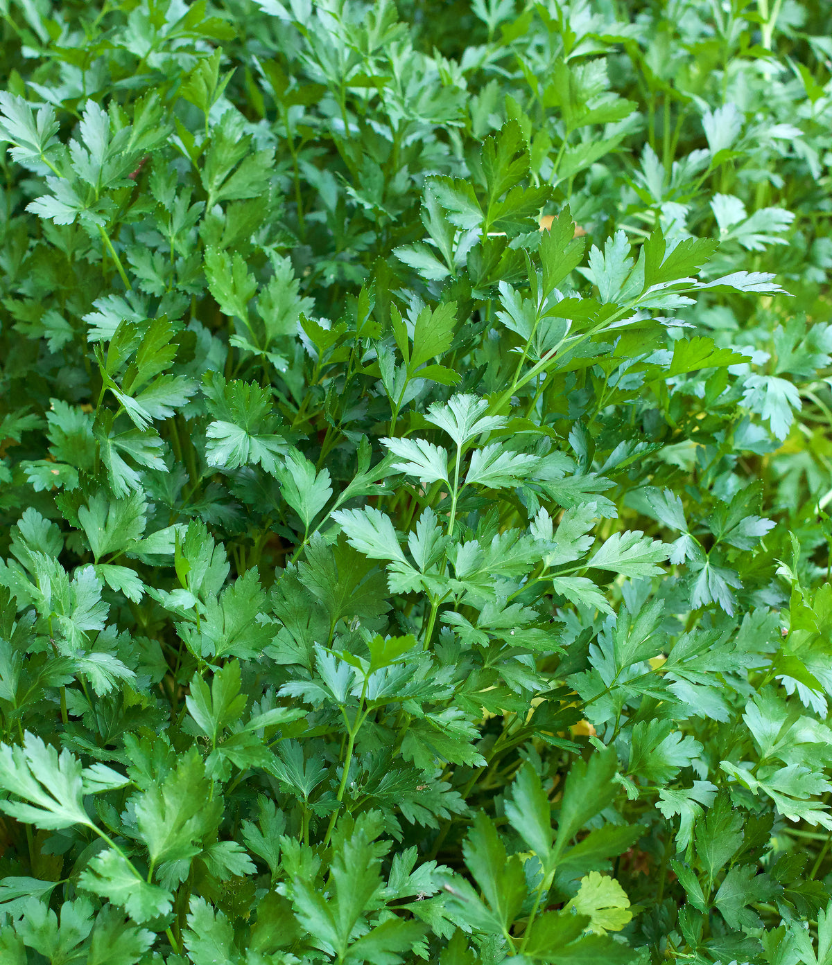 Easy To Grow - The Container Herb Garden